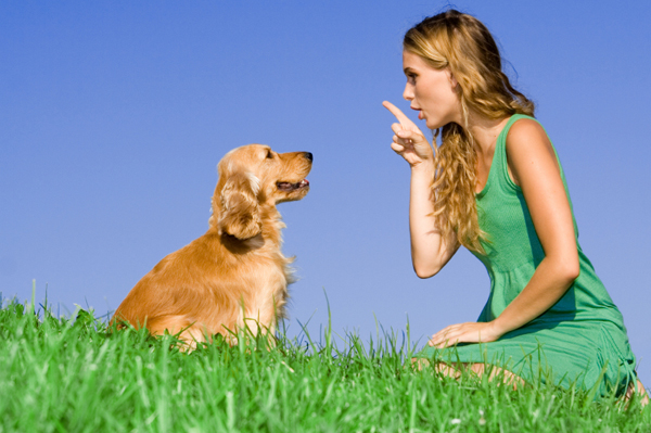 Tags: aggressive dog training , dog training , dog training tips